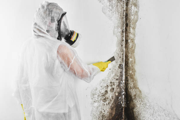Home Mold Removal in Okanogan, WA