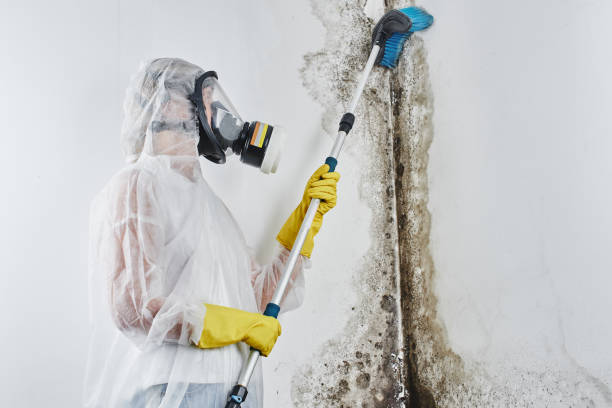 Best Affordable Mold Removal  in Okanogan, WA