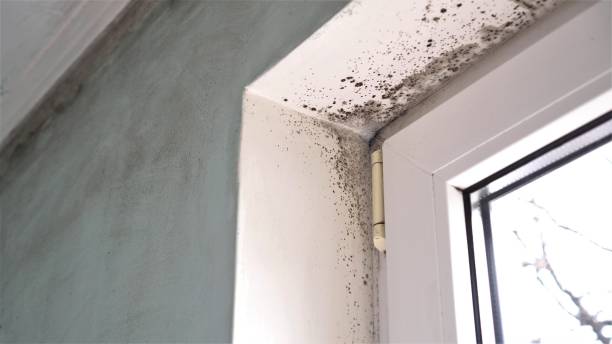 Best Residential Mold Removal  in Okanogan, WA
