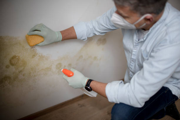 Best Attic Mold Removal  in Okanogan, WA