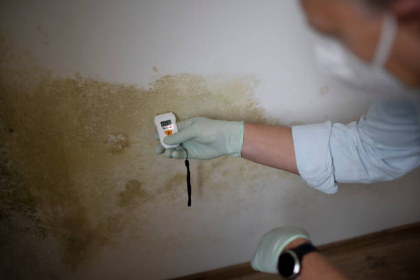 Best Toxic Mold Removal  in Okanogan, WA