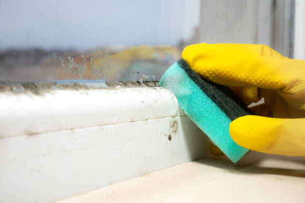 Best Mold Damage Repair  in Okanogan, WA