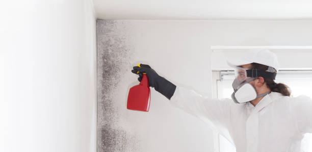 Trusted Okanogan, WA Mold Removal Experts