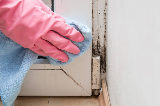 Best Mold Remediation  in Okanogan, WA